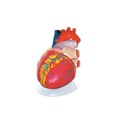 Corazón Gigante. Modelo CVQ7011