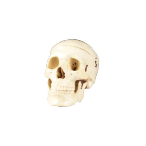 Cráneo de Adulto. Modelo CVQ7004