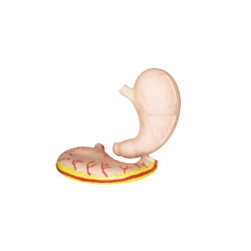 Estomago gigante. Modelo CVQ7027