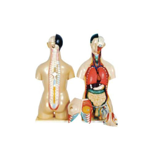 Torso humano 24 piezas. Modelo CVQ7038