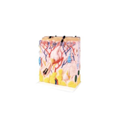 Modelo gigante de la piel. Modelo CVQ7045