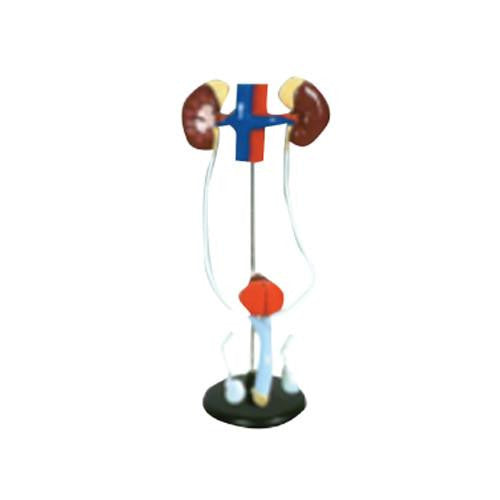 Sistema urogenital masculino. Modelo CVQ7051