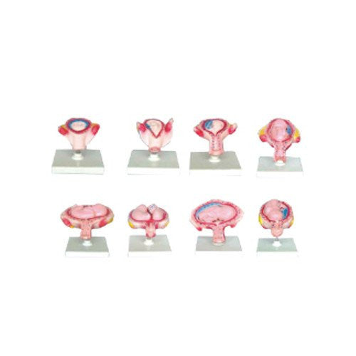 Desarrollo de embarazo (8 piezas). Modelo CVQ7063