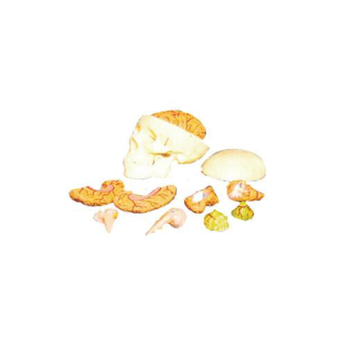 Modelo de cráneo con cerebro. Modelo CVQ7070