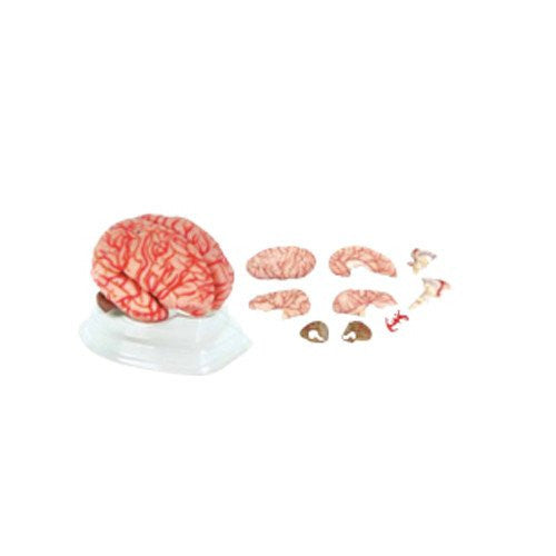 Cerebro Rosa con Arterias. Modelo CVQ7007