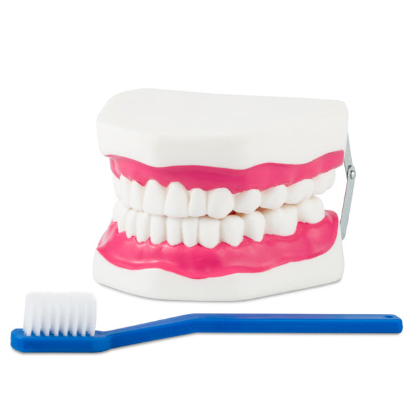 Dentadura mediana flexible. Modelo CVQ7013