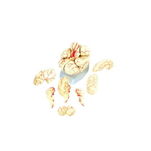 Cerebro Gigante con Arterias. Modelo  CVQ7008