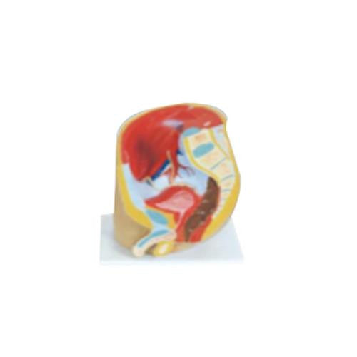 Pelvis masculina. Modelo CVQ7035