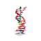 Modelo mini ADN de 12 capas. Modelo M-19