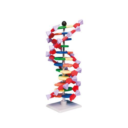 Modelo mini ADN de 22 capas. Modelo M-18