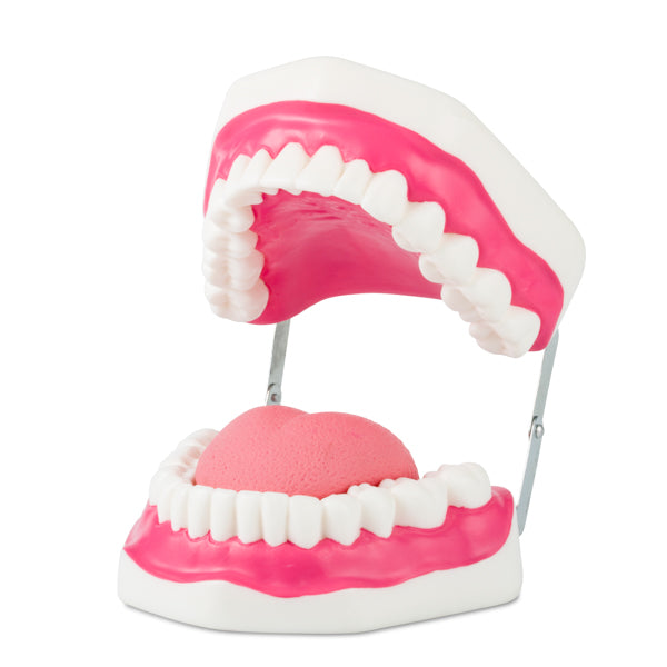 Dentadura mediana flexible. Modelo CVQ7013