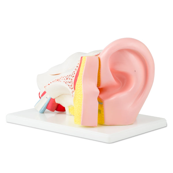 Oído gigante. Modelo CVQ7030